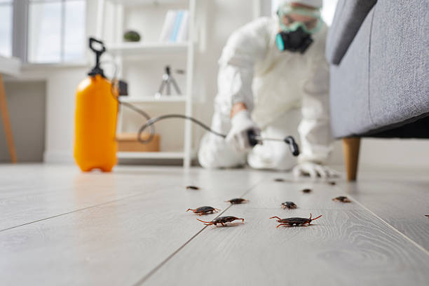 Commercial Rodent Management in Horizon City